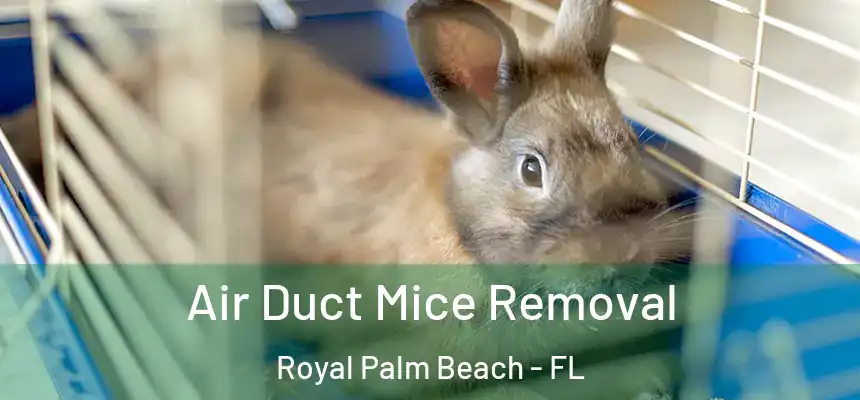 Air Duct Mice Removal Royal Palm Beach - FL