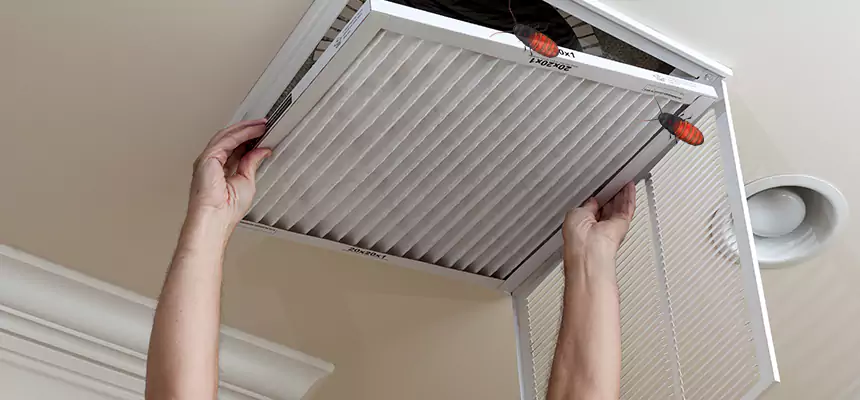 Our Insect Removal from Air Ducts Services in Royal Palm Beach, FL